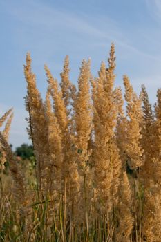 Wood small-reed or bushgrass ripe ear (Calamagrostis epigeios)