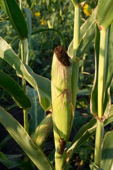 From the corn harvest in the summer heat.