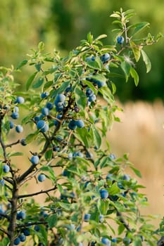 The blue sloe fruit of the autumn forest.