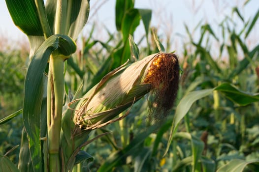 From the corn harvest in the summer heat.