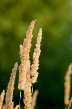 Wood small-reed or bushgrass ripe ear (Calamagrostis epigeios)