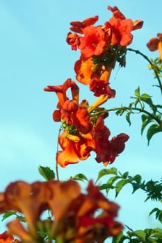 The trumpet flower (Campsis radicans), ivy flowers.