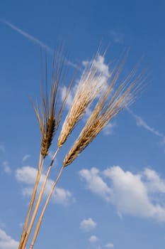 The mature ears of barley in the sunshine.