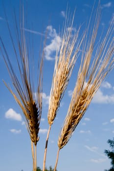 The mature ears of barley in the sunshine.