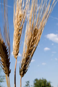 The mature ears of barley in the sunshine.