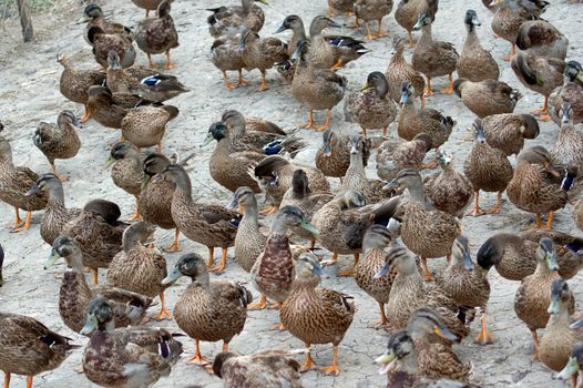 Mallard (Anas platyrhynchos) education in the wild.