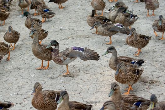 Mallard (Anas platyrhynchos) education in the wild.