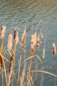The cattail (Typha latifolia) on the waterfront.