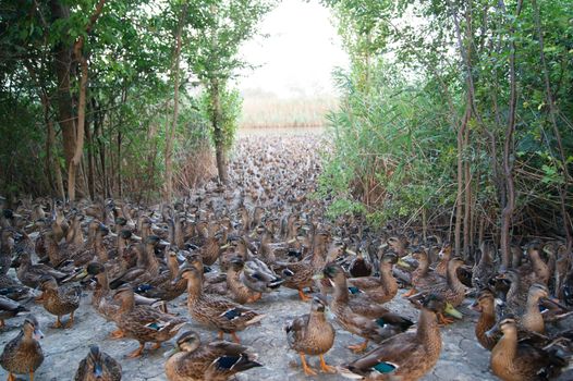 Mallard (Anas platyrhynchos) education in the wild.