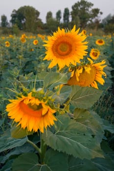 The flowers opened sunflower bumble bee visits.