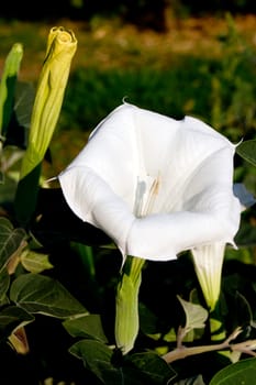 White Brugmansia (Datura metel) flower in the garden.