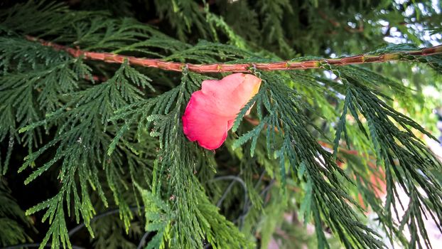 Leaf of a rose on a pine tree branch