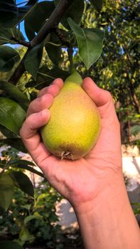 Grabbing a delicious pear from a garden.