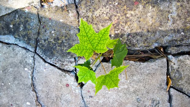 Plant emerging from the asphalt