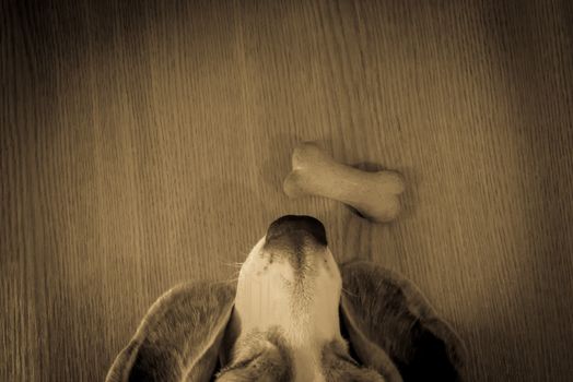 Photo representing a beagle trying to reach for his bone biscuit