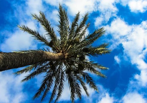 Palm Tree branches on a blue sky in a sunny day.