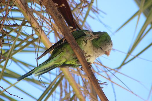 Beautiful Monk parakeet (Myiopsitta monachus) in a palm tree in Barcelona, Spain