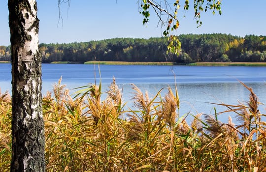 On the shore of a large lake with trees with yellow leaves. The crowns of trees reflected in the water.