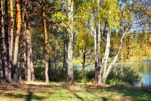 The autumn wood on the bank of the big beautiful lake
