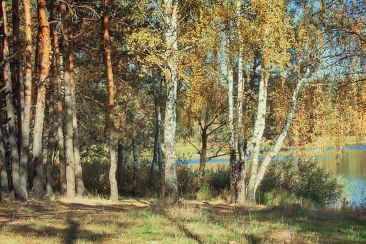 On the shore of a large lake with trees with yellow leaves. The crowns of trees reflected in the water.