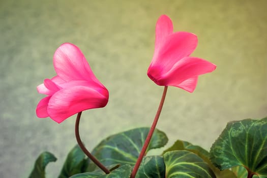 On a soft green background, two bright pink cyclamen flower surrounded by green leaves.