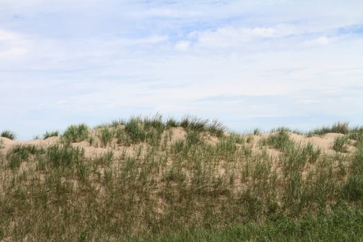 Grasses growing on a sand dune.