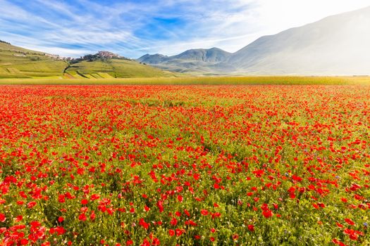 Fioritura at Piano Grande with Castelluccio, Umbria, Italy