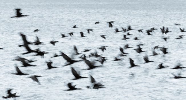 The flight of the cormorant blurred motion in flight every bird in motion blur as they fly off.