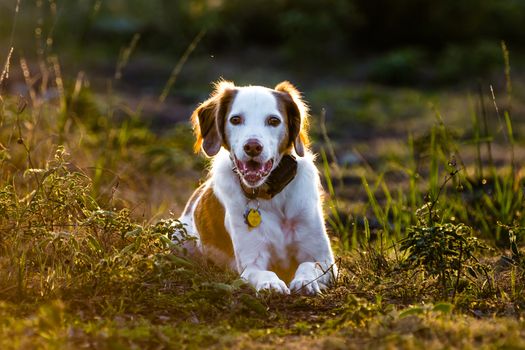 Brittany Spaniel laying in front of the setting sun.
