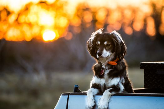 Dog in front of a Sunset while riding in a truck