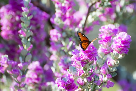 Queen butterfly on a Texas purple sage bush