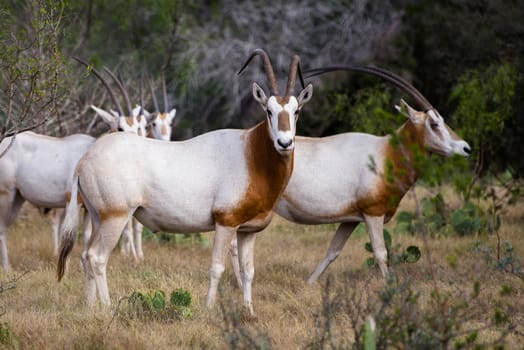 South Texas Scimitar Horned Oryx in a herd