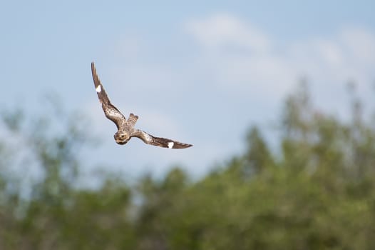 Nighthawk bird swooping down with trees and sky in the background