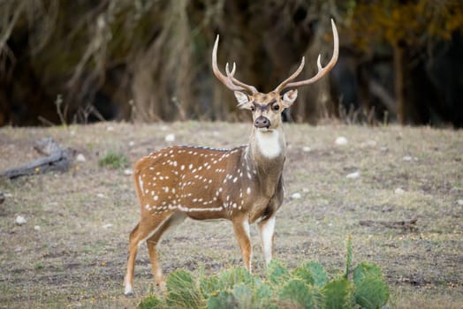 Mature South Texas Axis buck standing proud