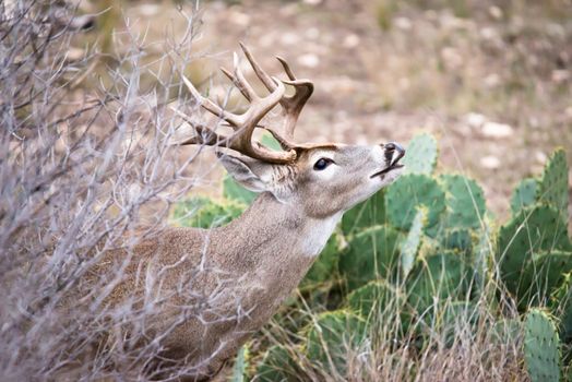 South Texas Whitetail buck sniffing for does.