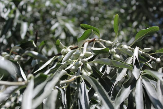 Bunch of oleaster tree with fruits.