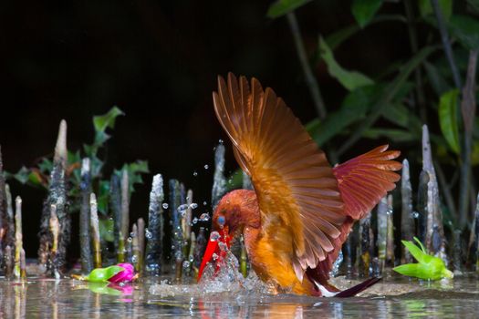 Ruddy Kingfisher Catching