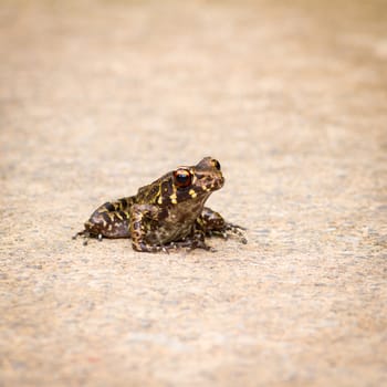 Glandular frog on the ground.