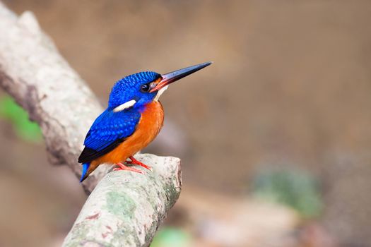 Blue-eared kingfisher(Male) on perch.