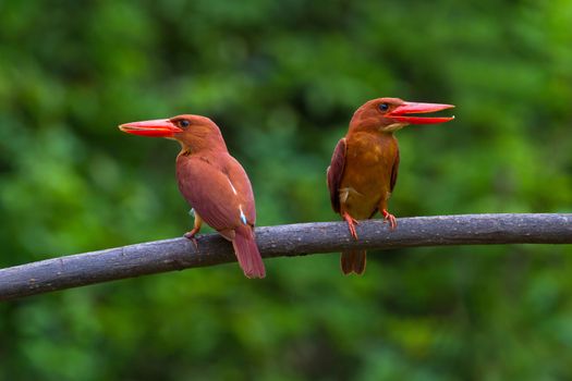 Double Ruddy Kingfisher on perch