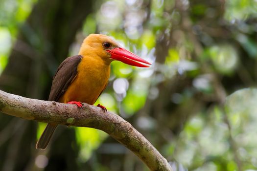 Brown-winged Kingfisher on perch