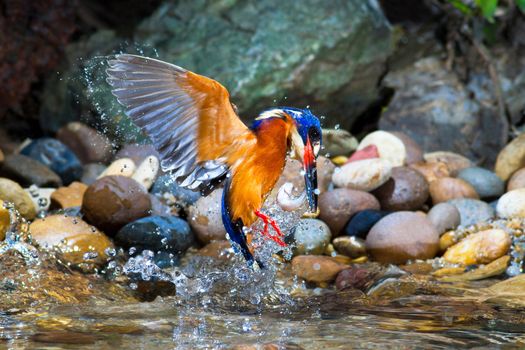 Blue-eared Kingfisher Catching Fish.