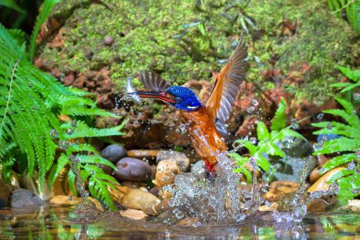 Blue-eared kingfisher(Male) Catching Fish.