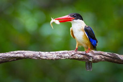 Black-capped Kingfisher and Double Fish