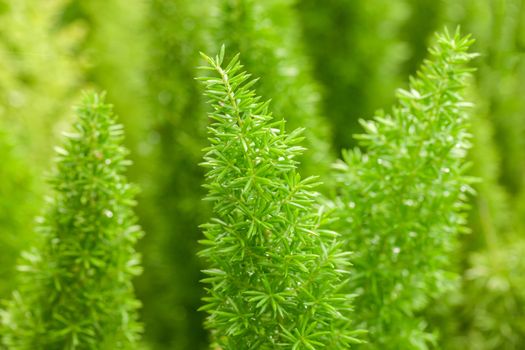 Little pine green plant background popular choice for christmas background.
