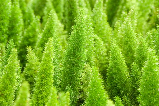 Little pine green plant background popular choice for christmas background.