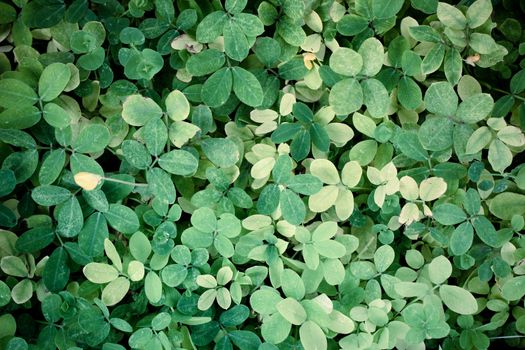 high resolution green leaf texture background .