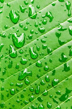 Water drops on green leaf macro background.