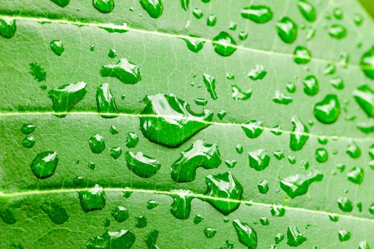 Water drops on green leaf macro background.