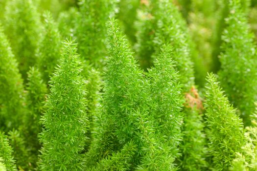 Little pine green plant background popular choice for christmas background.